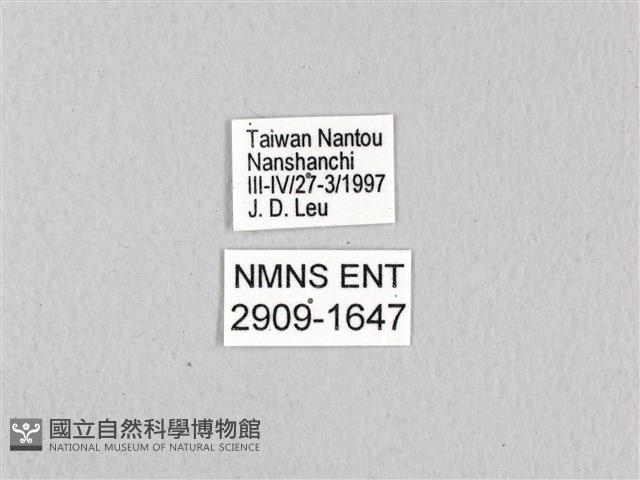 寬帶青鳳蝶藏品圖，第3張
