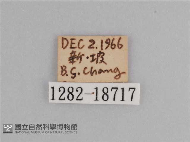 樺斑蝶藏品圖，第3張