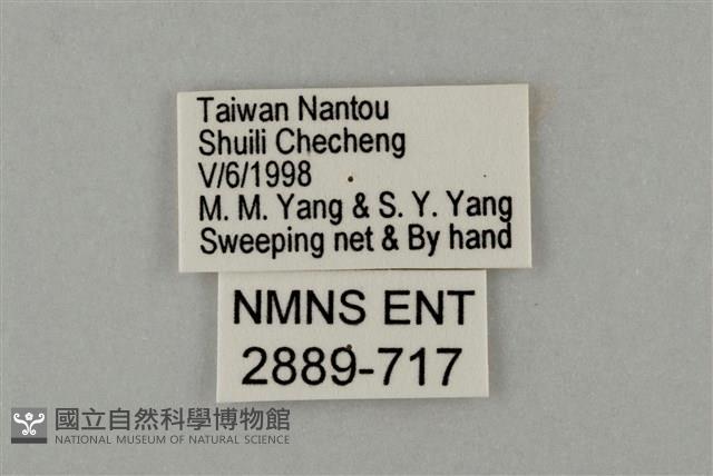 藍灰蝶沖繩亞種藏品圖，第3張