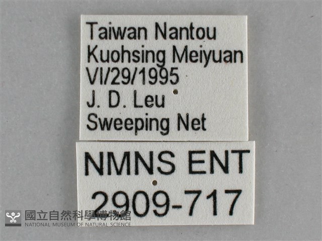 琉璃蛺蝶藏品圖，第3張