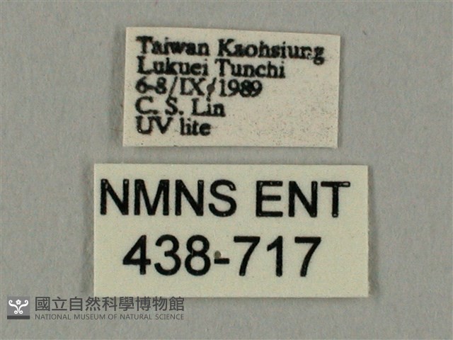 棕綠背線天蛾藏品圖，第3張