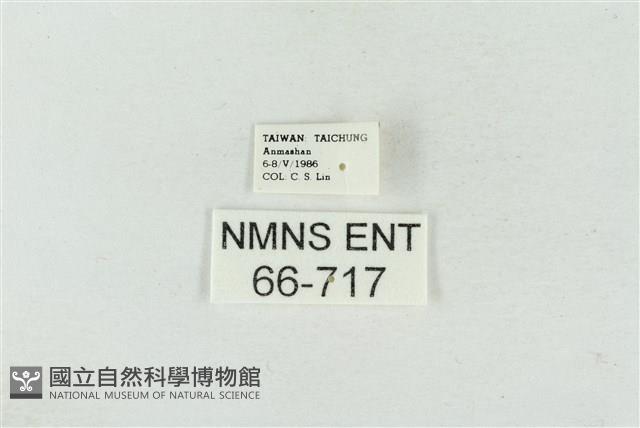 連珠波紋蛾藏品圖，第3張