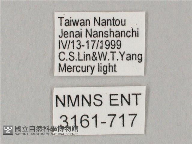 白點天蛾 藏品圖，第3張