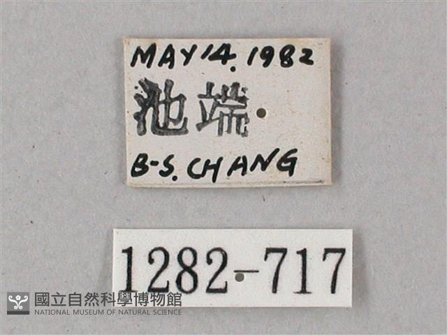 雙斑白肩天蛾藏品圖，第3張