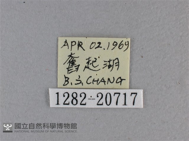 黃星弄蝶藏品圖，第3張