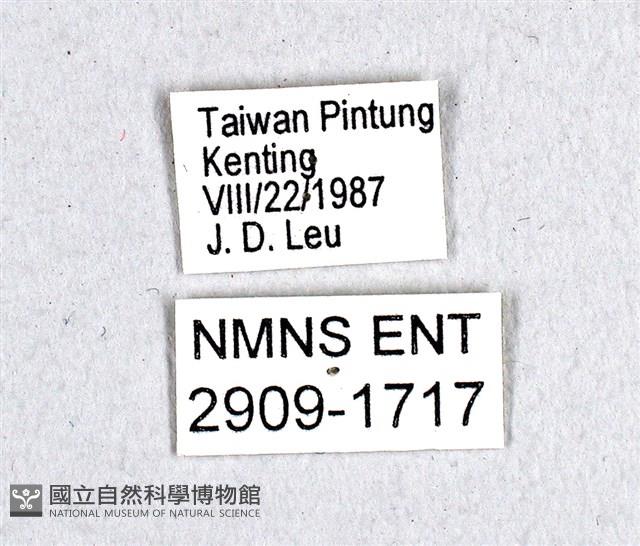 翠斑青鳳蝶藏品圖，第3張