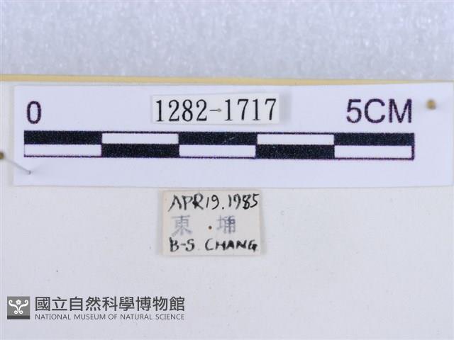 後凸蝶燈蛾藏品圖，第3張