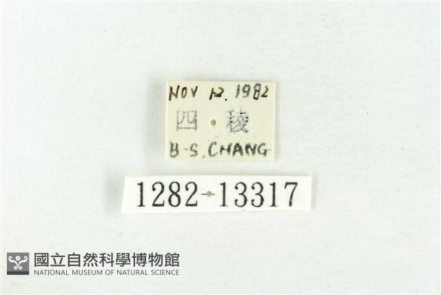 樹形尺蛾藏品圖，第3張