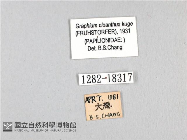 寬帶青鳳蝶藏品圖，第3張