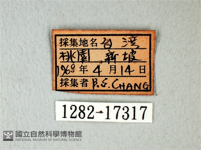 白粉蝶、紋白蝶藏品圖，第3張