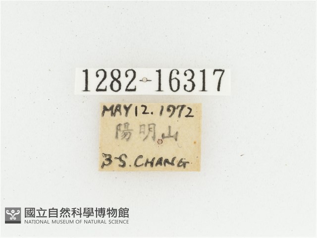 黃肩長腳花金龜藏品圖，第2張