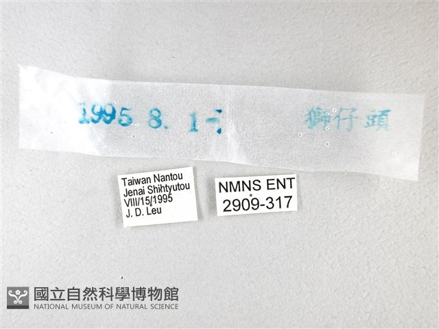 綠弄蝶藏品圖，第3張