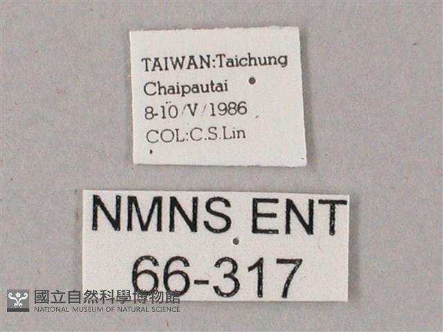 蒙古白肩天蛾藏品圖，第3張