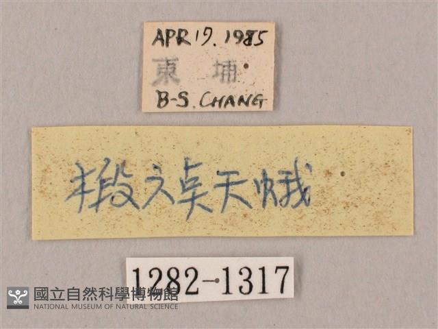 椴六點天蛾藏品圖，第3張