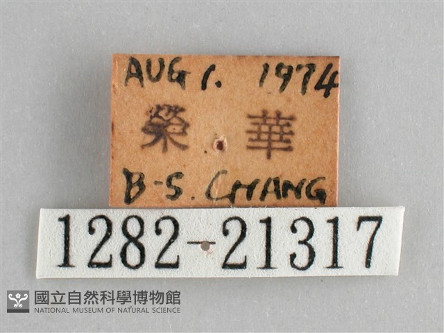 藍紋鋸眼蝶藏品圖，第3張