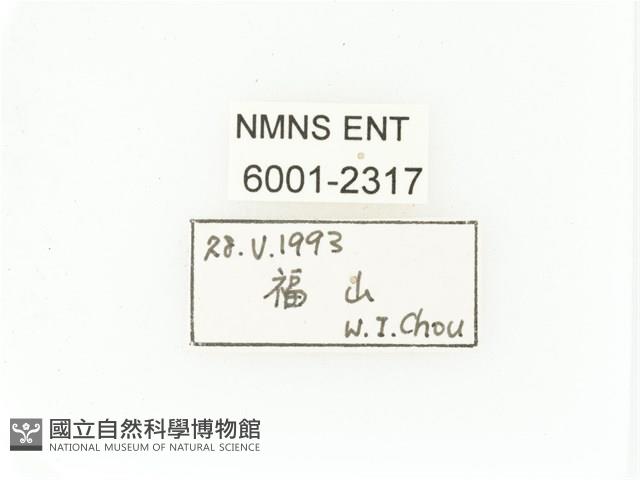 臺灣白條金龜藏品圖，第2張