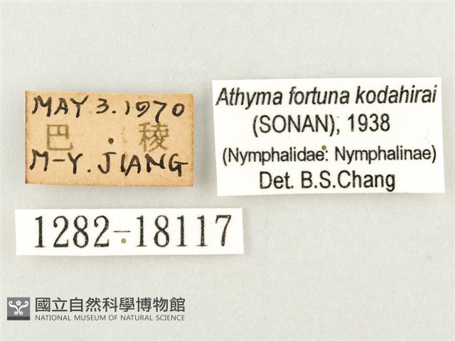 幻紫線蛺蝶藏品圖，第3張
