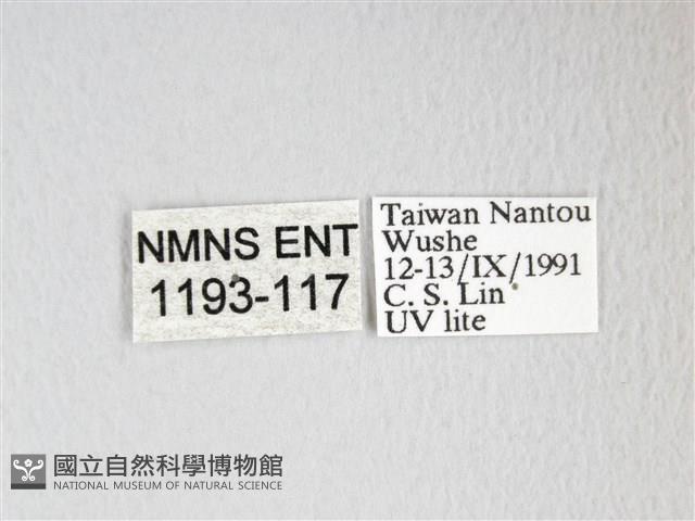 圓翅大鉤蛾藏品圖，第3張