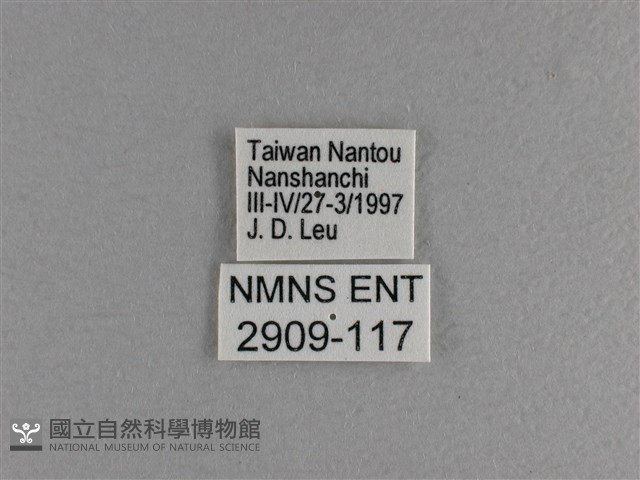 小雙尾蛺蝶藏品圖，第3張