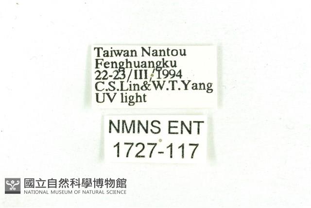 乳白斑燈蛾藏品圖，第3張