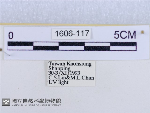後凸蝶燈蛾藏品圖，第3張
