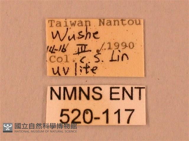 臺灣鋸翅天蛾藏品圖，第3張