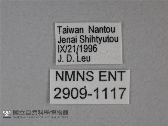 枯葉蝶藏品圖，第3張