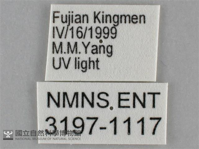 扁刺蛾藏品圖，第3張