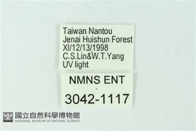 三色豔苔蛾藏品圖，第3張