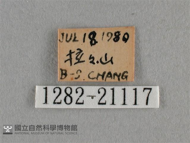 臺灣榿翠灰蝶藏品圖，第3張