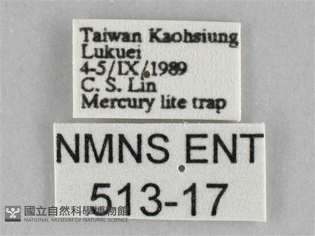 橙擬燈蛾藏品圖，第3張