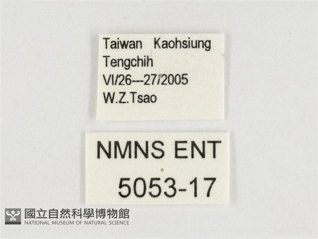 玉帶黛眼蝶藏品圖，第3張