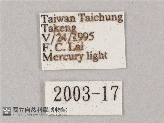 白點天蛾 藏品圖，第3張