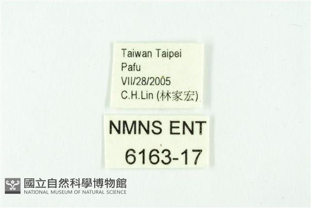 淡黑玳灰蝶藏品圖，第3張