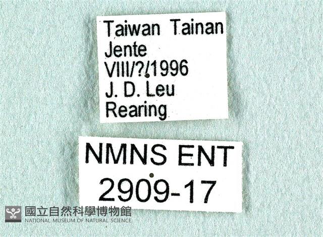 花鳳蝶、無尾鳳蝶藏品圖，第3張