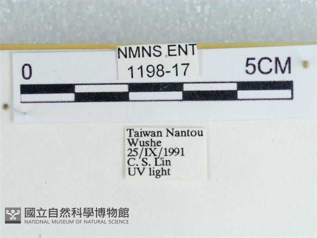 粉蝶燈蛾藏品圖，第3張