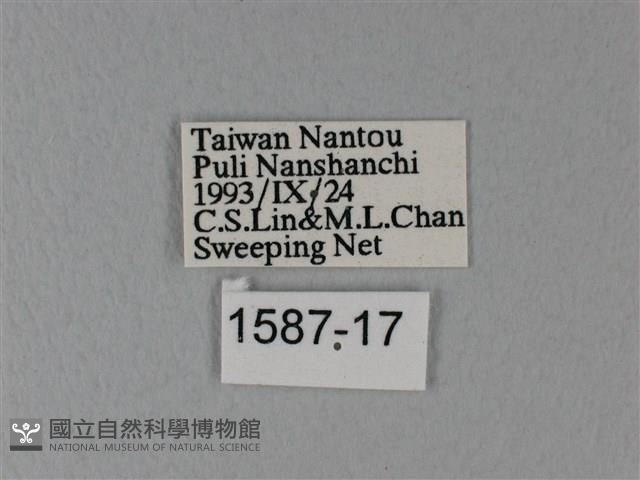 異粉蝶、雌白黃蝶藏品圖，第3張