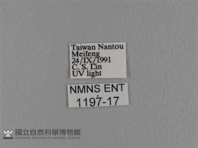 波紋枯葉蛾藏品圖，第3張