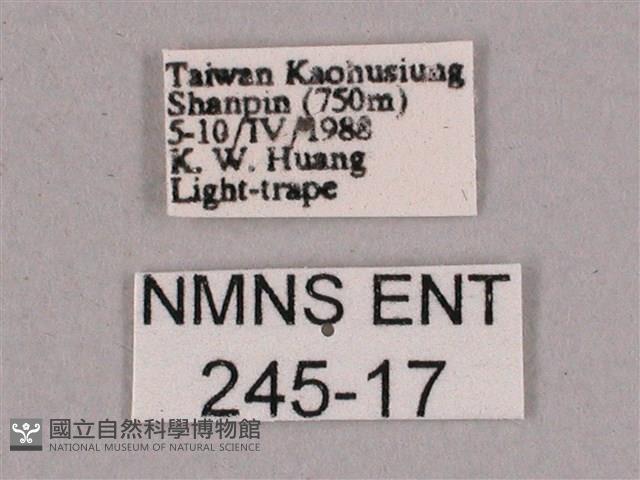 細斜紋霜天蛾藏品圖，第3張