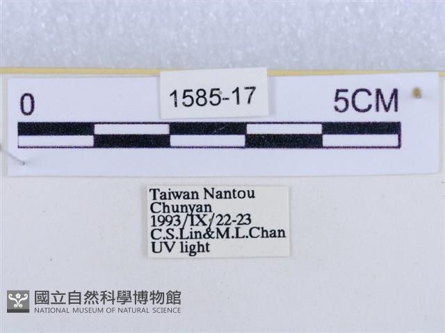 後凸蝶燈蛾藏品圖，第3張