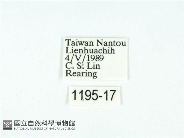 黃肩奇蛾藏品圖，第3張