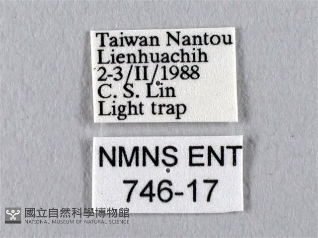 四黑目天蠶蛾藏品圖，第3張