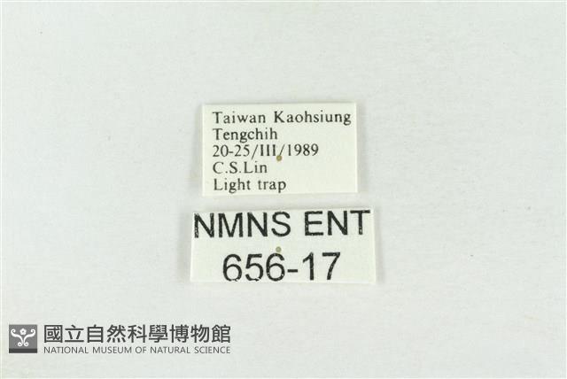 素木綠刺蛾藏品圖，第3張