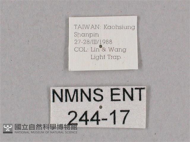 細斜紋霜天蛾藏品圖，第3張