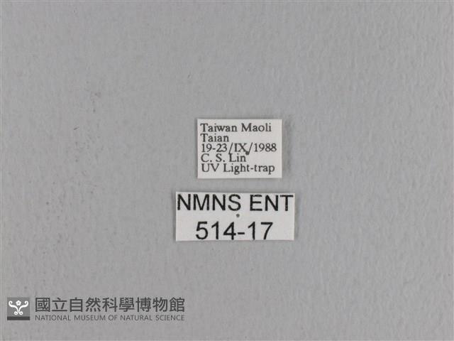 松大毛蟲藏品圖，第3張