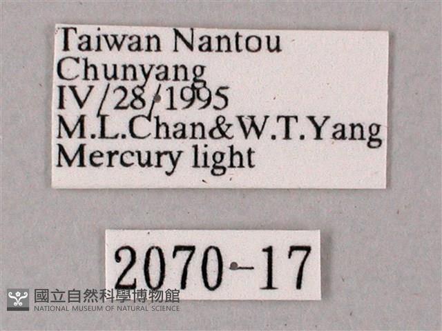 齒翅三線天蛾藏品圖，第3張