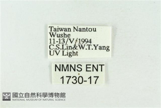 灰太波紋蛾藏品圖，第3張