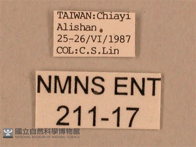 棕綠背線天蛾藏品圖，第3張