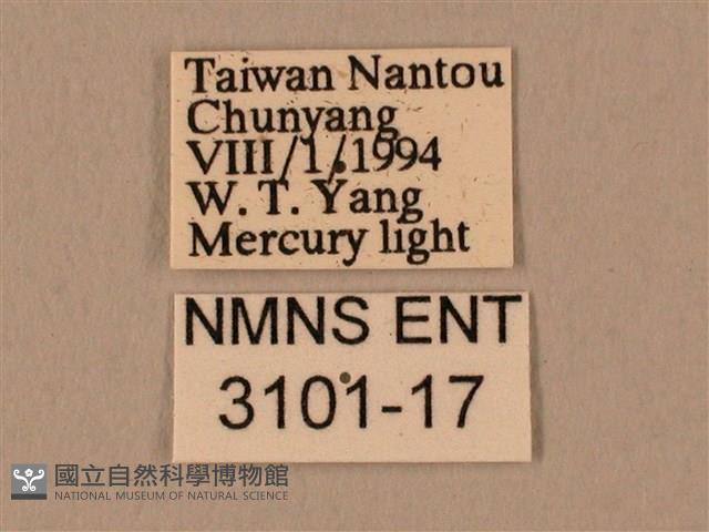 臀角斑天蛾藏品圖，第3張