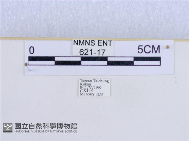 巨網燈蛾藏品圖，第3張